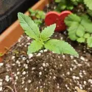 Auto Purple + Zamnezia NL late flower