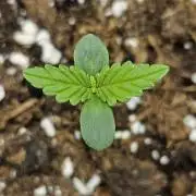 Auto Purple + Zamnezia NL late flower