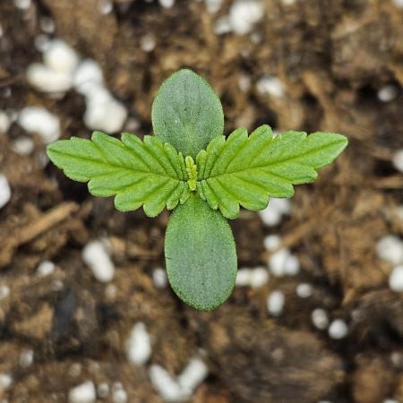Auto Purple + Zamnezia NL late flower