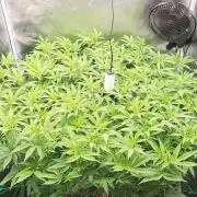 lemon shining silver haze