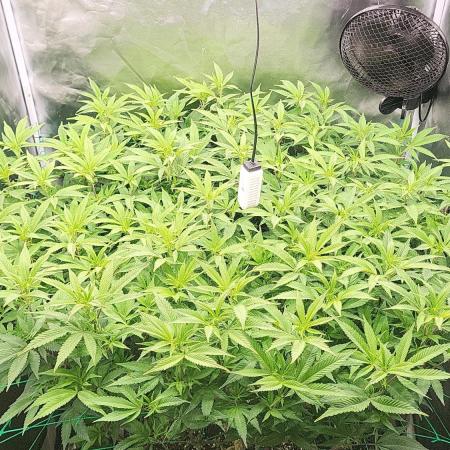 lemon shining silver haze