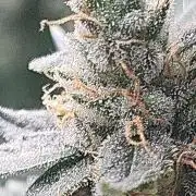 Purple bud