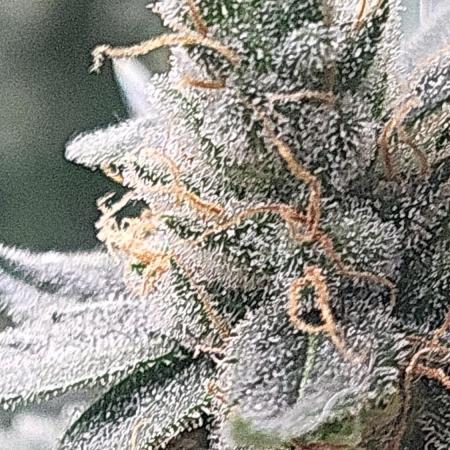 Purple bud