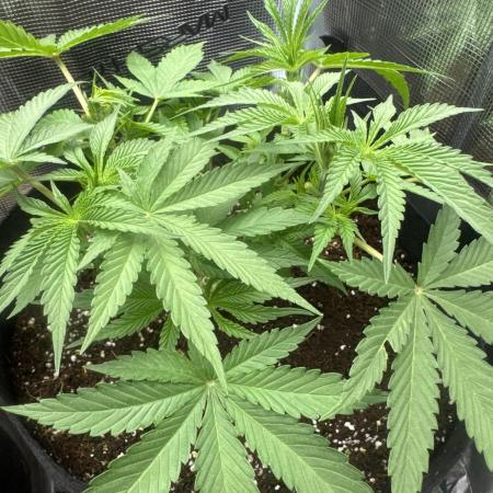Gorilla glue #1#2