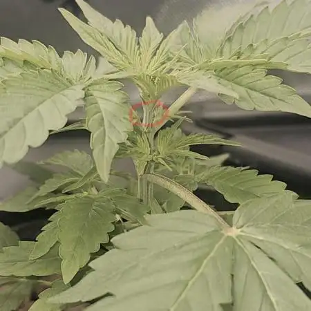 First Grow
