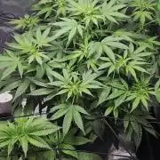 First Grow - DWC