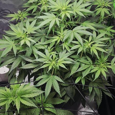 First Grow - DWC