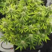 New Barneys DWC Test