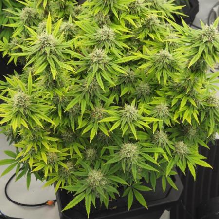 New Barneys DWC Test