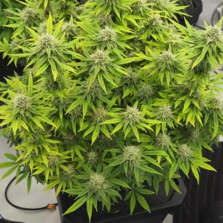 New Barneys DWC Test