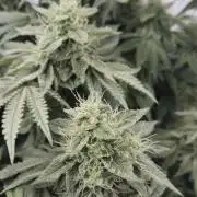 New Barneys DWC Test