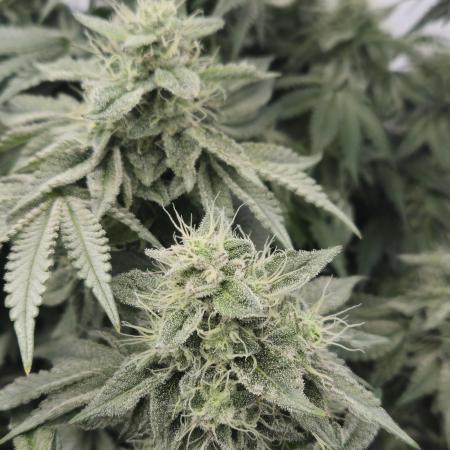 New Barneys DWC Test