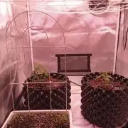 King's Kush Auto, LSD Auto