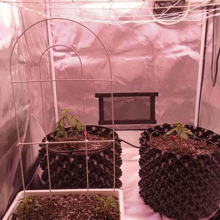 King's Kush Auto, LSD Auto