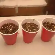 First Time Closet Grow