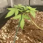 Strange G13xhaze