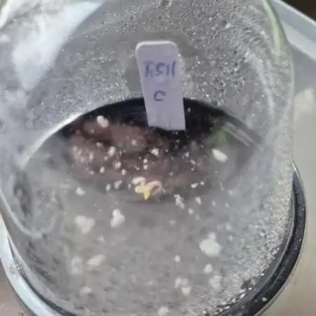 Ganja Farmer Seedtest RS11 C