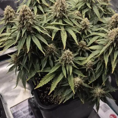 wintergrow