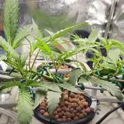 My Secret Garden 2 - GSC & GDP