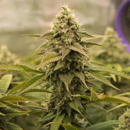 My Secret Garden - GSC