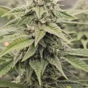 My Secret Garden - GSC