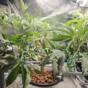 My Secret Garden 2 - GSC & GDP