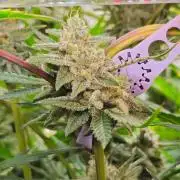 My Secret Garden - GSC