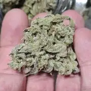 My Secret Garden - GSC