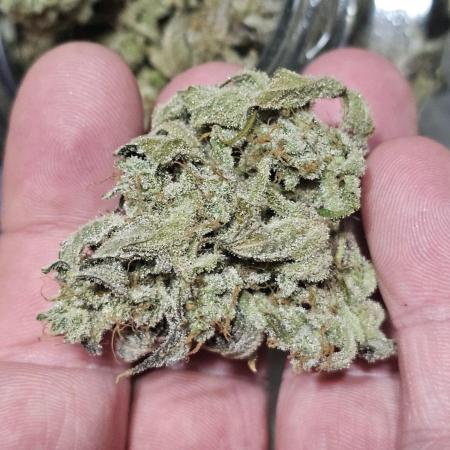 My Secret Garden - GSC