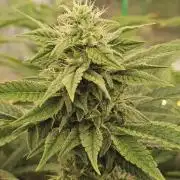 My Secret Garden - GSC