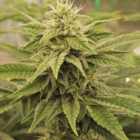 My Secret Garden - GSC