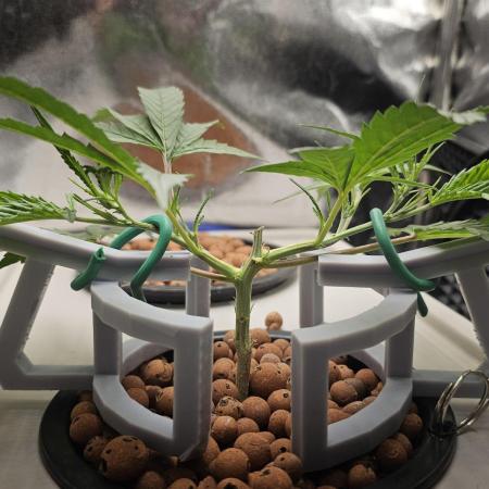 My Secret Garden 2 - GSC & GDP