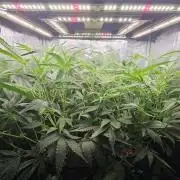 My Secret Garden - GSC "TinkyTonk"