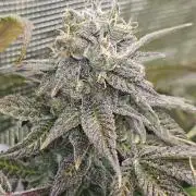 My Secret Garden - GSC