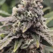 My Secret Garden - GSC