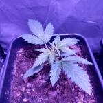 HerzOG from Exotic Seeds 