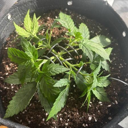 Gorilla Cookies