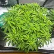 Auto Cinderella Jack first grow ever