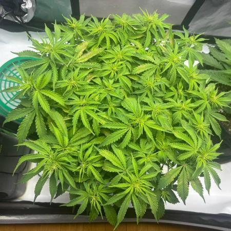 Auto Cinderella Jack first grow ever
