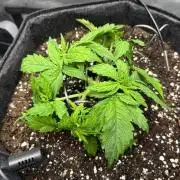 Auto Cinderella Jack first grow ever