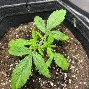 Auto Cinderella Jack first grow ever