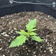 Auto Cinderella Jack first grow ever