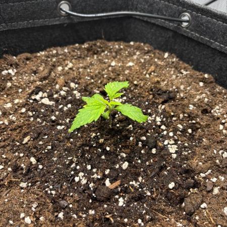 Auto Cinderella Jack first grow ever