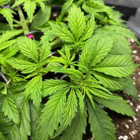 Auto Cinderella Jack first grow ever