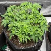 Auto Cinderella Jack first grow ever