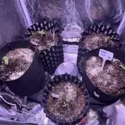 Winter Berry BSF