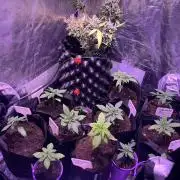 FAST FAST SOG Project