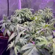 Winter Berry BSF