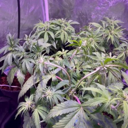 Winter Berry BSF