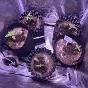Winter Berry BSF